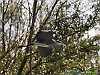 Uccelli ciconiiformi 60 - Airone cenerino.jpg